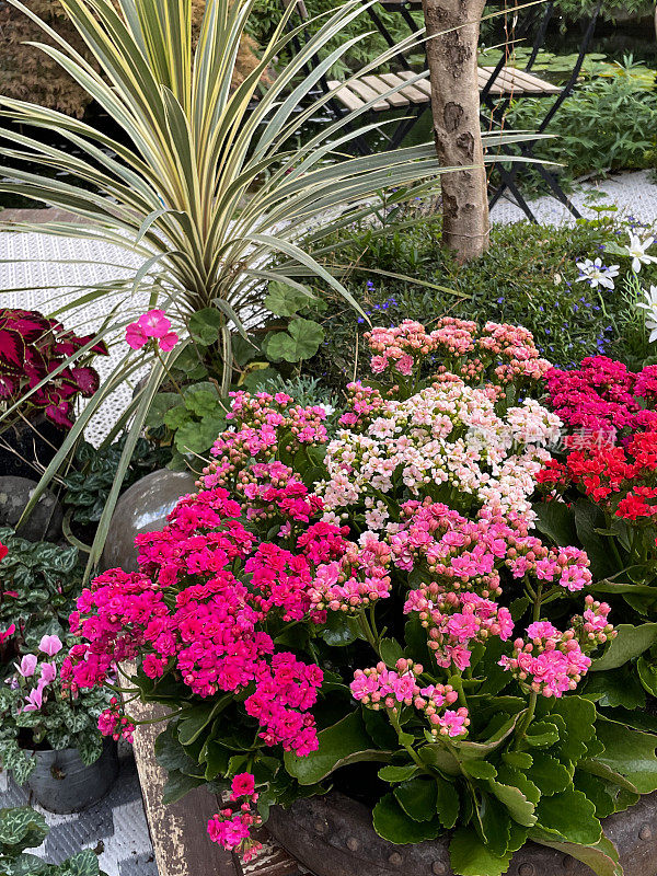 开花火焰凯蒂盆栽(kalanise blossfeldiana)的形象，户外休息区，木制桌面与开花植物中心，锦鲤池，景观东方设计花园